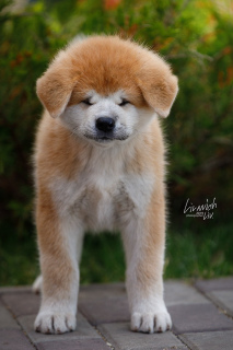 Additional photos: Japanese Akita