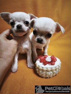 Photo №4. I will sell non-pedigree dogs in the city of Tbilisi. private announcement, from nursery, breeder - price - negotiated