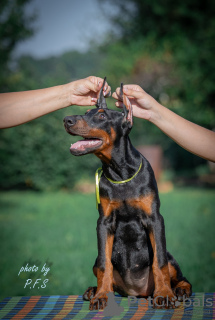 Additional photos: Doberman puppies for sale