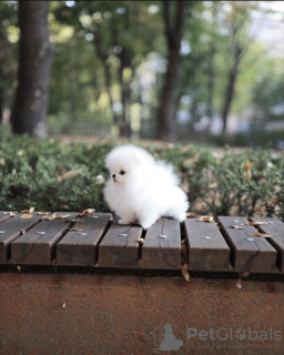 Photo №3. Cute little teacup Pomeranian puppy. United States