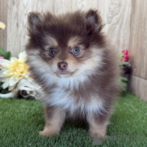 Photo №2 to announcement № 136017 for the sale of pomeranian - buy in Germany 