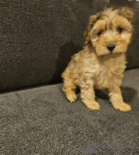 Photo №2 to announcement № 166925 for the sale of english cocker spaniel - buy in Germany private announcement