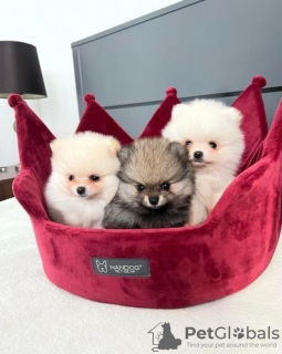 Photo №1. pomeranian - for sale in the city of Garabeyli | 260$ | Announcement № 27681