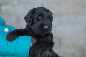 Photo №2 to announcement № 6478 for the sale of black russian terrier - buy in Belarus from nursery