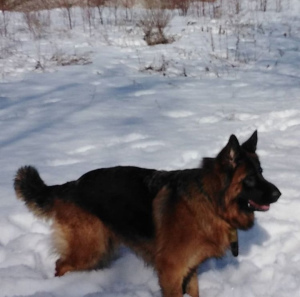 Photo №2 to announcement № 3697 for the sale of german shepherd - buy in Russian Federation private announcement