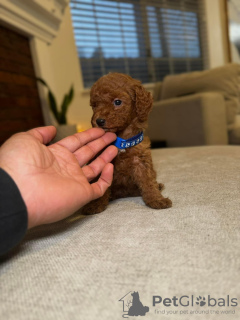 Photo №1. poodle (toy) - for sale in the city of Indianapolis | 250$ | Announcement № 99288