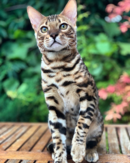 Photo №2 to announcement № 3153 for the sale of bengal cat - buy in Ukraine from nursery