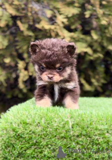 Photo №2 to announcement № 138839 for the sale of french bulldog - buy in Serbia 