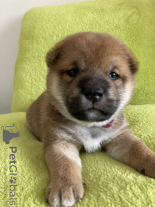 Photo №2 to announcement № 9956 for the sale of shiba inu - buy in Ukraine breeder