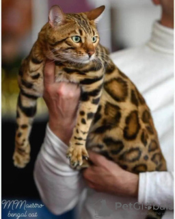 Photo №4. I will sell bengal cat in the city of Belgrade.  - price - negotiated