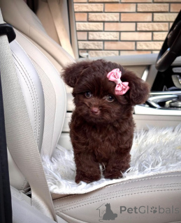 Photo №2 to announcement № 154269 for the sale of bolonka - buy in United States breeder