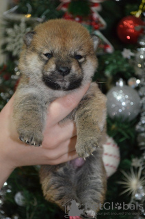 Photo №4. I will sell shiba inu in the city of Belgrade.  - price - negotiated