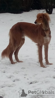 Photo №1. saluki - for sale in the city of Minsk | negotiated | Announcement № 10271