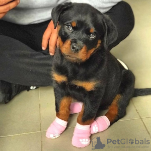 Photo №1. rottweiler - for sale in the city of Trondheim | negotiated | Announcement № 78393