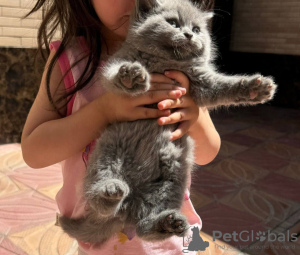 Photo №2 to announcement № 118023 for the sale of british shorthair - buy in United States private announcement