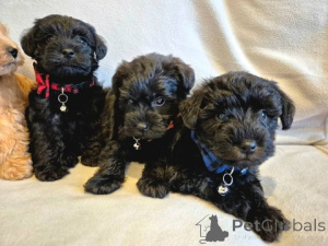Photo №3. Toy Schnoodle Puppies ( Schnauzer X Toy Poodle. Austria