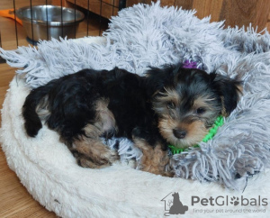 Additional photos: Yorkshire Terrier