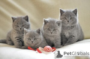 Photo №1. british shorthair - for sale in the city of Moskovskiy | 317$ | Announcement № 117860