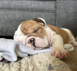 Photo №1. english bulldog - for sale in the city of Гальштат | negotiated | Announcement № 121602