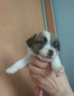 Photo №1. jack russell terrier - for sale in the city of Ивангород | 540$ | Announcement № 6593
