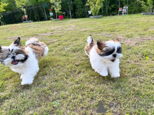 Photo №1. shih tzu - for sale in the city of Beresje | negotiated | Announcement № 167160