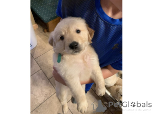 Photo №1. labrador retriever - for sale in the city of Dresden | 774$ | Announcement № 161274