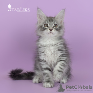 Photo №1. maine coon - for sale in the city of St. Petersburg | negotiated | Announcement № 8890