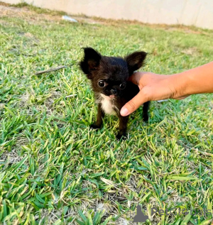 Photo №1. chihuahua - for sale in the city of Mississippi state | 1000$ | Announcement № 169103