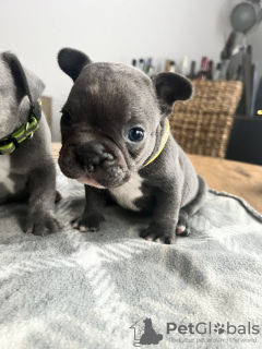 Photo №2 to announcement № 93434 for the sale of french bulldog - buy in United States private announcement