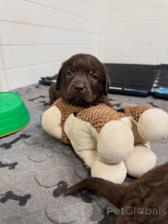 Photo №4. I will sell labrador retriever in the city of Munich. breeder - price - negotiated