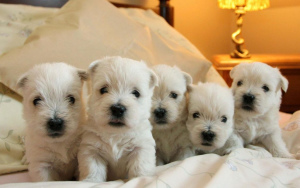 Photo №1. west highland white terrier - for sale in the city of Mogilyov | 500$ | Announcement № 789