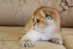 Photo №2 to announcement № 2901 for the sale of scottish fold - buy in Russian Federation from nursery