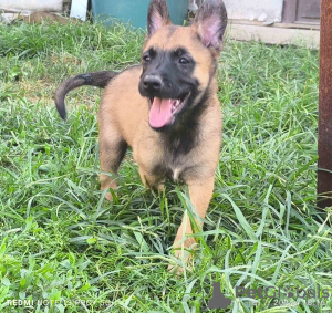 Additional photos: Belgian Malinois Shepherd puppies