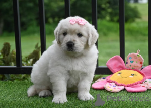 Photo №2 to announcement № 165700 for the sale of golden retriever - buy in United Kingdom private announcement, breeder