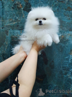 Photo №1. pomeranian - for sale in the city of Tbilisi | negotiated | Announcement № 97090