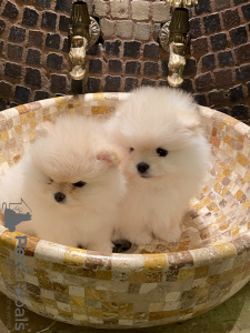 Photo №1. pomeranian - for sale in the city of Voronezh | 2416$ | Announcement № 8988