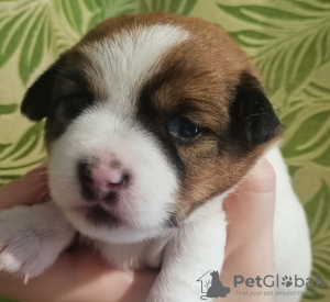 Photo №1. jack russell terrier - for sale in the city of Eagle | 483$ | Announcement № 29714