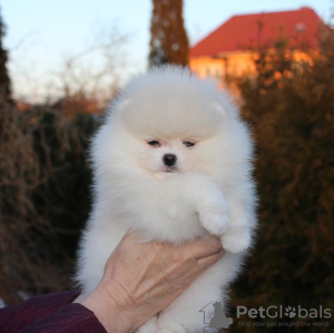 Photo №2 to announcement № 122722 for the sale of pomeranian - buy in Germany private announcement