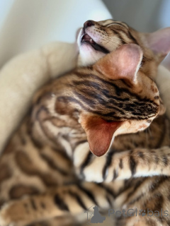 Photo №3. We have some cutie pie kittens ready for adoption let me know if you're. Finland