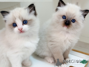 Photo №2 to announcement № 171355 for the sale of ragdoll - buy in Sweden breeder