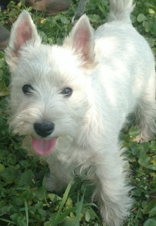 Photo №1. west highland white terrier - for sale in the city of Dnipro | 900$ | Announcement № 6335