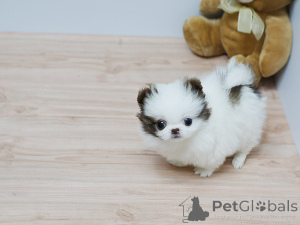 Photo №4. I will sell pomeranian in the city of Kiev.  - price - negotiated