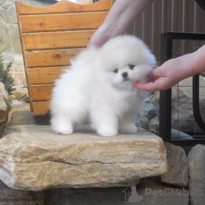 Photo №4. I will sell pomeranian in the city of Potsdam. private announcement - price - 380$