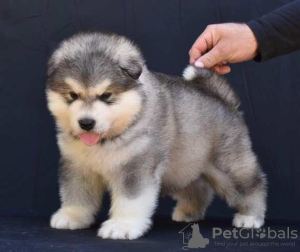 Photo №1. alaskan malamute - for sale in the city of Šid | negotiated | Announcement № 123288