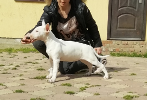 Additional photos: Puppies of standard bull terrier of monobreed kennel