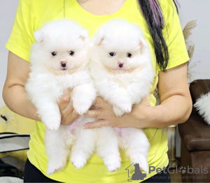 Photo №2 to announcement № 110339 for the sale of german spitz - buy in Serbia private announcement