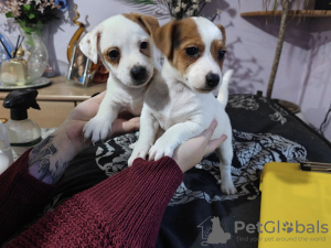 Photo №3. Mannlige og kvinnelige Jack Russell Terriers. - Til salgs. Norway