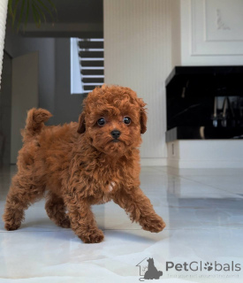 Photo №3. Beautiful Toy Poodle Puppies - Fully Vaccinated & Vet Checked. United Kingdom