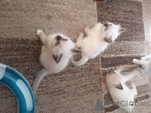 Photo №4. I will sell ragdoll in the city of Hoer. private announcement, breeder - price - 1022$