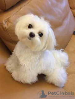 Photo №1. bichon frise - for sale in the city of Афины | negotiated | Announcement № 74595
